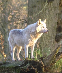 Weißer Wolf steht im Morgenlicht zwischen Eichen