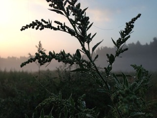 Frischer Beifuß im weichen Sommermorgenlicht