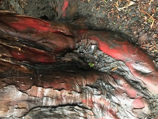 Detail des roten Eibenholzes mit dunklen Spalten