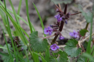 Violette Blüten des Gundermann zwischen Gras und Erde