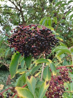 Reife dunkle Holunderbeeren im September