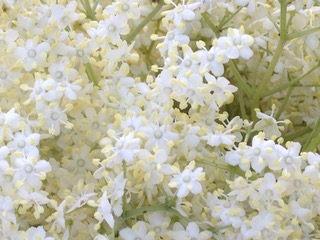 Nahaufnahme weißer Holunderblüten