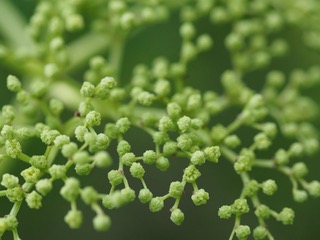 Holunderdolde kurz vor der Blüte mit grünen Knospen