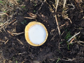 Schale mit Milch in dunkler Erde — Gabe an die Geister