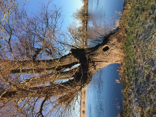 Alte Weide am Flussufer im Wintersonnenlicht