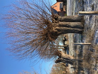 Mehrere Kopfweiden im Winter mit kahlen, fein verzweigten Kronen