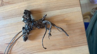 Verzweigtes Wurzelamulett auf hellem Holz